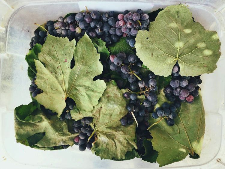 Grapes and green leaves in a clear container.