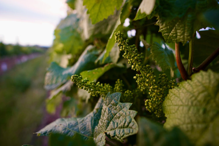 Close-up of green grapevine leaves and budding grapes.