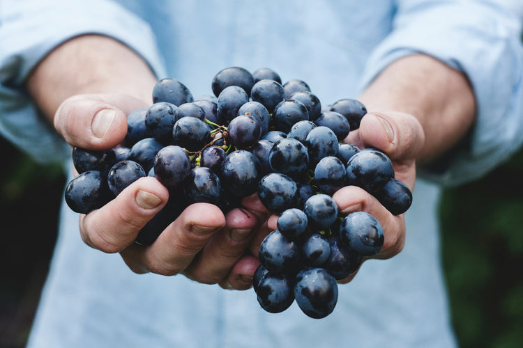 Druetyper vin: En guide til forskellige druer i vinproduktionen