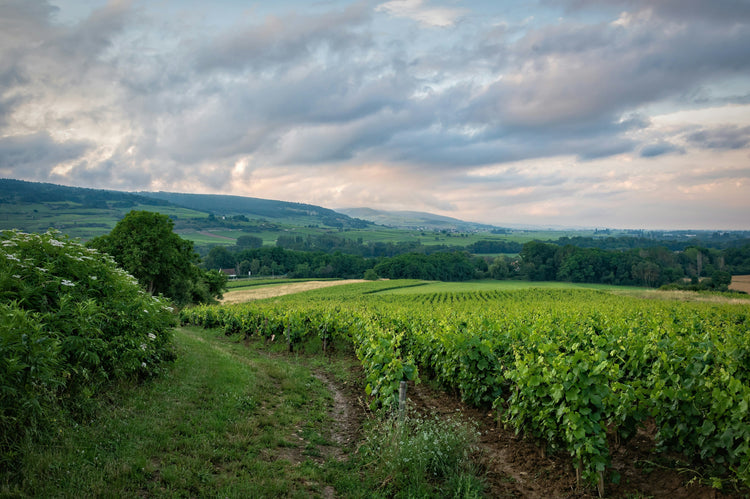 Lush vineyards under a cloudy sky in rolling hills.